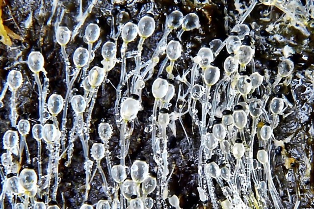 Zrywka krystaliczna Pilobolus cristallinus (przenosi nicienia Dictyocaulus viviparus). fot. M. Wilga