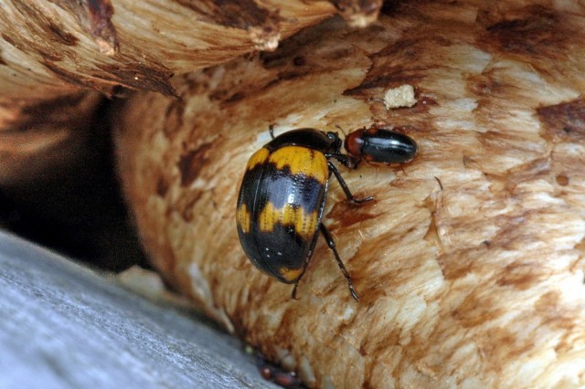 Grzybożerne chrząszcze (większy to borzewka Diaperis boleti). fot. M. Wilga