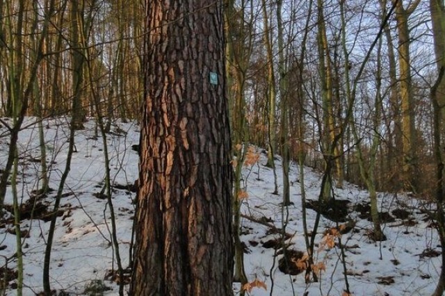 dorodna sosna zwyczajna w Lasach Sopockich (fot. Dariusz Ożarowski)