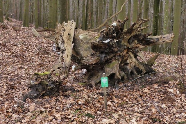 martwe drzewo nadal pełni istotną rolę w ekosystemie (fot. Dariusz Ożarowski)