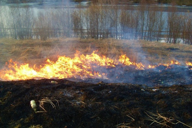 Płonąca trawa fot. Georg Pik httpscommons.wikimedia.org