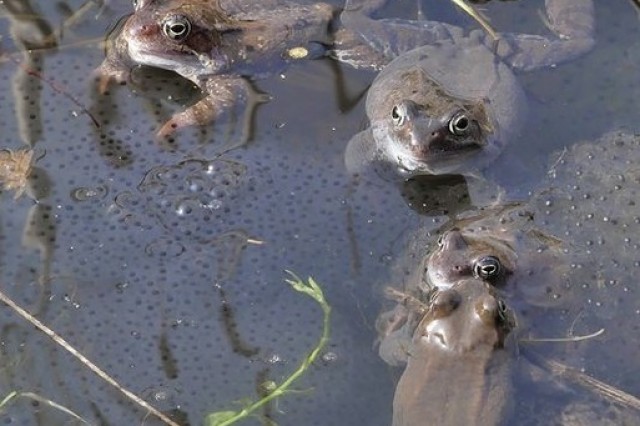 żaby trawne i ich skrzek (fot. Dariusz Ożarowski)