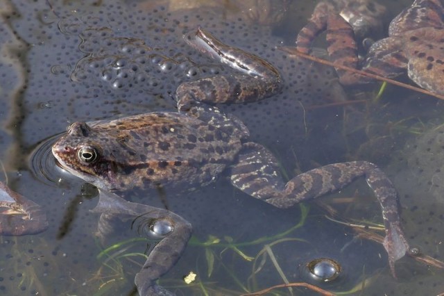 żaba trawna (fot. Dariusz Ożarowski)