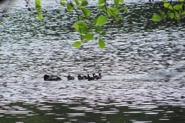 rodzina gągołów na jeziorze Borowo (fot. Agnieszka Kowalewska)