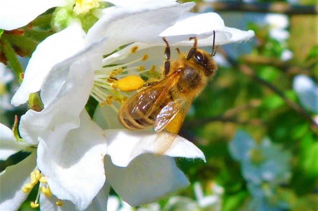 Pszczoła miodna fot. Monika Rekowska