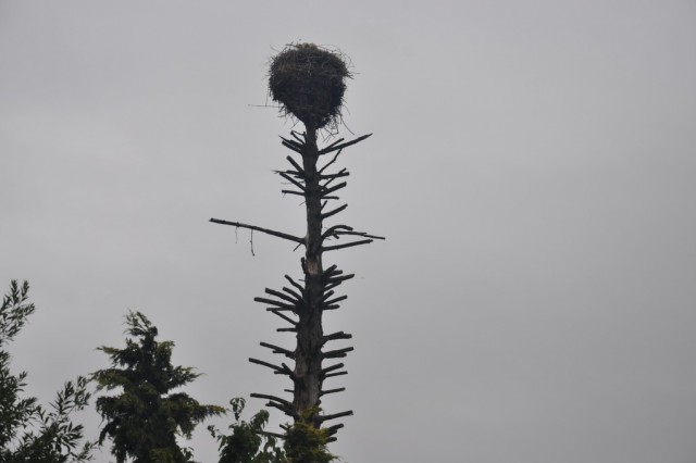 Niepogledzie, gniazdo bociana białego umiejscowione na wyschniętym świerku,  fot.A.Kasprzak