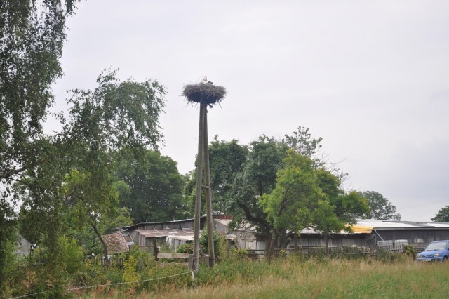 Gniazdo z sukcesem lęgowym w Darskowie, na platformie przygotowanej przez mieszkańców, fot.A.Kasprzak