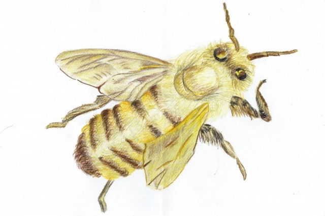 rysunek pszczoły autorstwa Wiktora Drywa