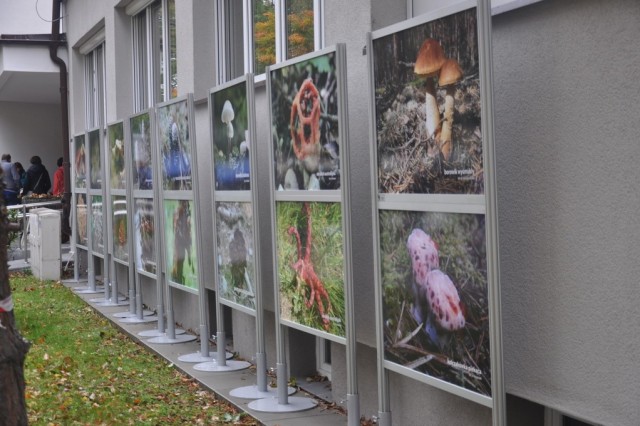Wystawa grzybów fot. A.Kasprzak