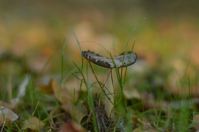 Niektórych grzybów nie udało nam się zidentyfikować, za to pieknie wyglądają na zdjęciu. Fot. I. Pawlicki