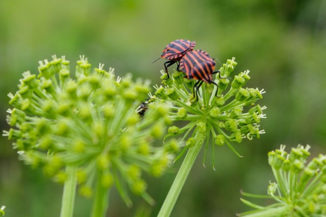 Owad na roślinie, zdjęcie autorstwa Piotra Rutkowskiego