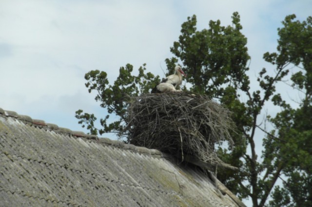 Jedyne gniazdo posadowione na dachu - z trzema młodymi bocianami, w miejscowości Osieki, fot. Józef Wysiński.