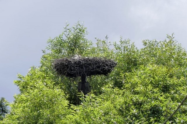 gniazdo w Dobrzewinie (fot. Dariusz Ożarowski)