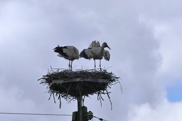 para tokujących ptaków dorosłych na jednym z gniazd w Koleczkowie (fot. Dariusz Ożarowski)