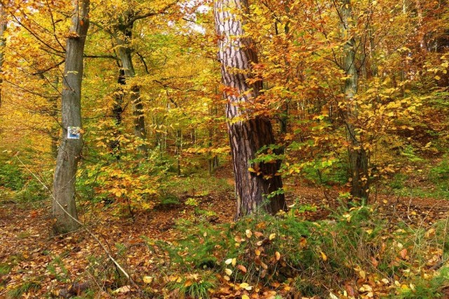 jesienny krajobraz (fot. Danuta Kobylarz)