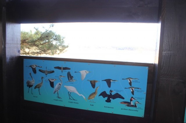 We wnętrzu czatowni powstały tablice ułatwiające identyfikację ptaków wodno-błotnych
