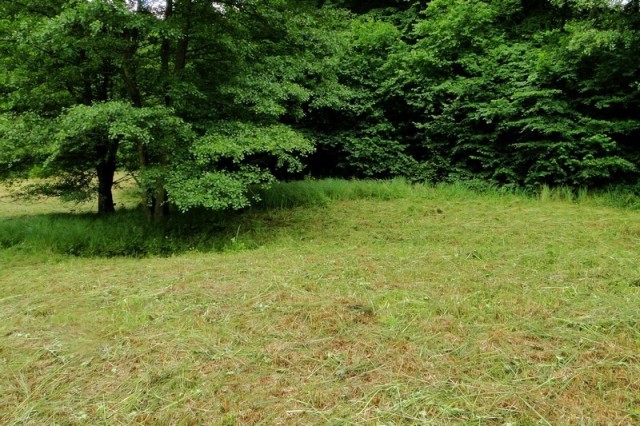 Ta część łąk w Dolinie Samborowo koszona była ręcznie (fot. Dariusz Ożarowski)