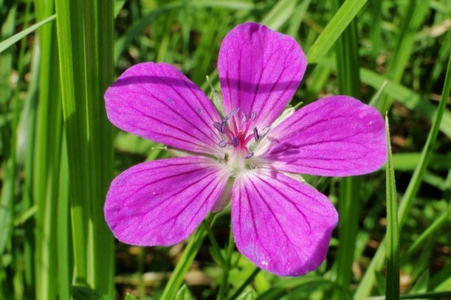 Bodziszek błotny - jeden z gatunków flory występujący na podmokłej części łąk w Dolinie Samborowo (fot. Dariusz Ożarowski)
