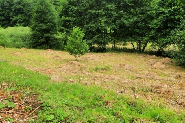 Skoszone łąki na obszarze użytku ekologicznego "Dolina Czystej Wody" (fot. Dariusz Ożarowski)