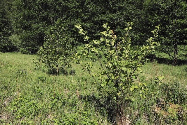 Zarastające siedliska łąkowe na obszarze użytku ekologicznego "Dolina Czystej Wody" (fot. Dariusz Ożarowski)