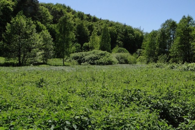 Siedliska łąkowe na obszarze użytku ekologicznego "Dolina Czystej Wody" przed przeprowadzeniem zabiegów ochrony czynnej (fot. Dariusz Ożarowski)