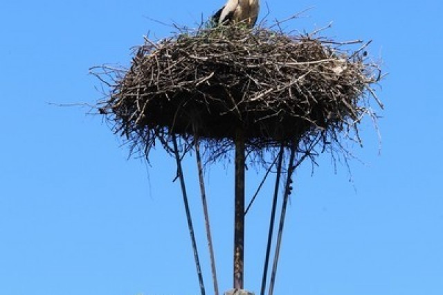 Gniazdo w Bojanie - Głodowie (fot. Dariusz Ożarowski)