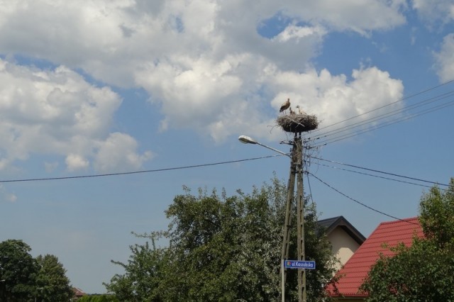 Gniazdo w Gowinie (fot. Jowita Kurach)