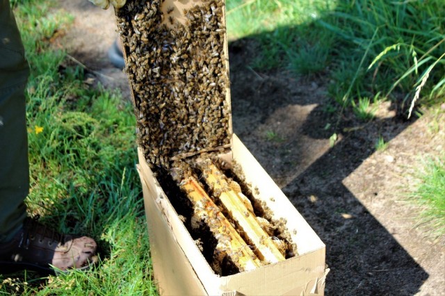 odkład pszczeli