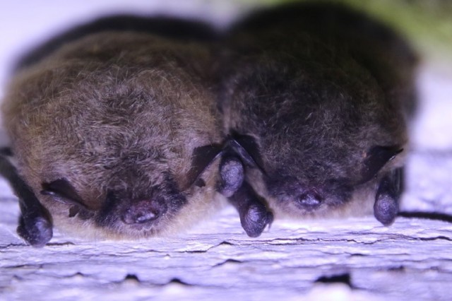 Liczny w zimowiskach podziemnych nocek rudy (z lewej) i rzadki na Pomorzu nocek wąsatek/Brandta - nieoznaczany do gatunku zimą.