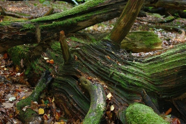 martwe drewno w rezerwacie "Zajęcze Wzgórze" (fot. Dariusz Ożarowski)