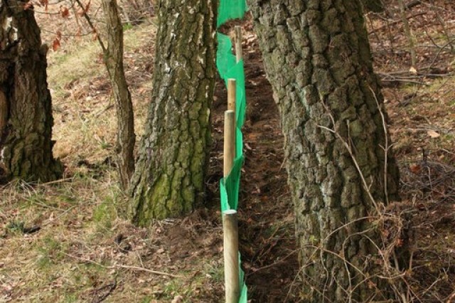 postawienie płotka wymaga lawirowania między drzewami (fot. Dariusz Ożarowski)