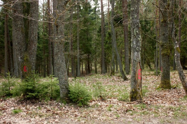 oznakowane drzewa z rzadkimi gatunkami porostów (fot. Dariusz Ożarowski)
