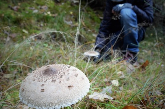 Październikowa pogoda sprzyjała rozwojowi owocników grzybów fot. Monika Rekowska