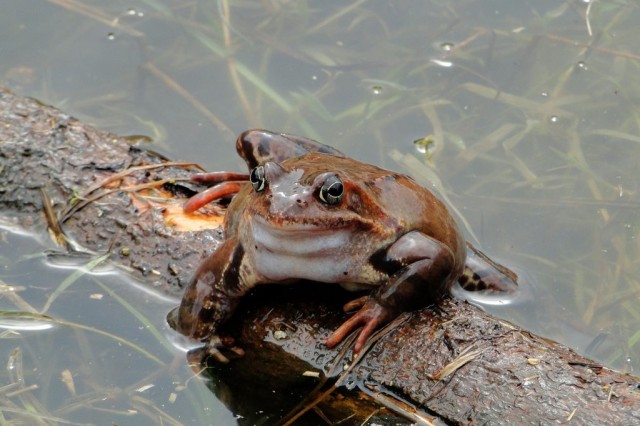 ... i żaby trawne (fot. Dariusz Ożarowski)
