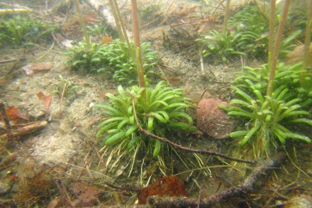 Podwodne liście lobelii jeziornej zebrane w przyziemne rozetki