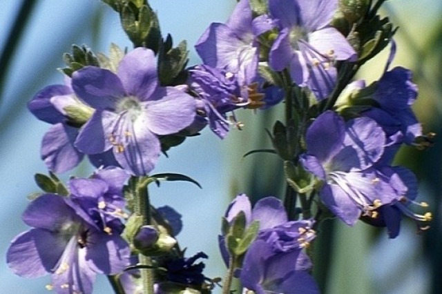 kwiaty wielosiłu błękitnego (fot. Dariusz Ozarowski)