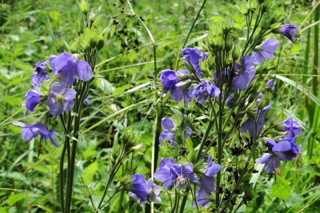 kwiatostany wielosiłu błękitnego (fot. Dariusz Ozarowski)