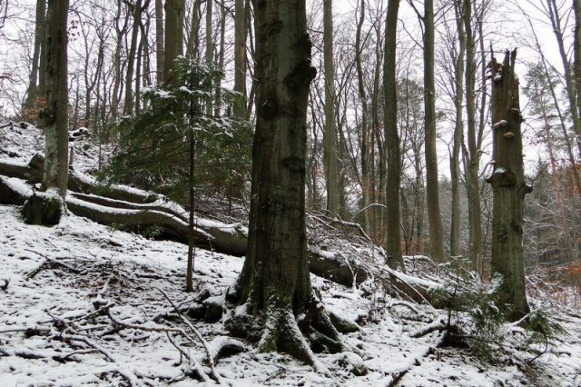 zima w Lasach Oliwskich (fot. Dariusz Ożarowski)