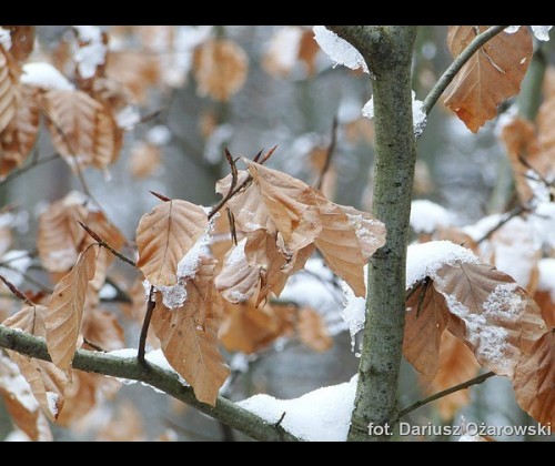 Przyrodnicza zima w Dolinie Samborowo - warsztaty terenowe