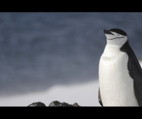 Antarctic Beauty, czyli opowieść o roku spędzonym w Antarktyce