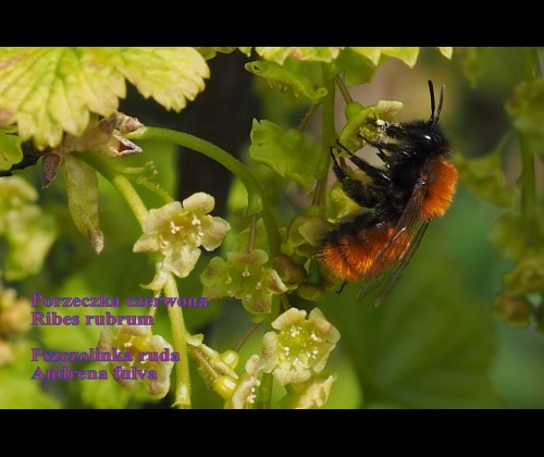 „Chrońmy dzikie pszczoły” - Spotkanie czwartkowe