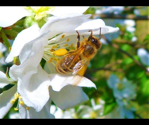 „Wielki Dzień Pszczół” w KPK