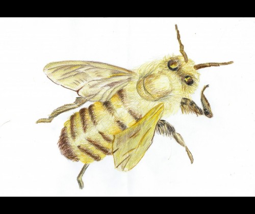 Wielki Dzień Pszczół w KPK za nami…