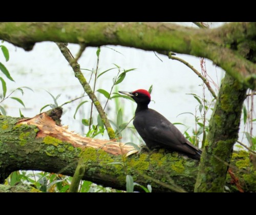 Inwentaryzacja ptaków w Trójmiejskim Parku Krajobrazowym