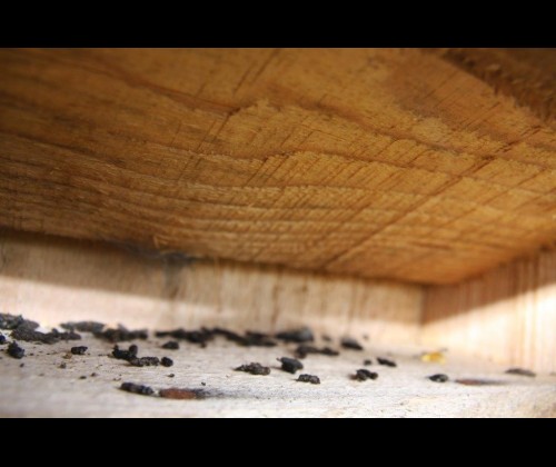 Współlokatorzy nietoperzy- zaleszczotki, roztocza i chrząszcze