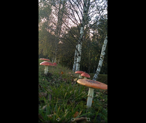 Rozstrzygnięcie konkursu plastycznego "Życie grzybów z drzewami"