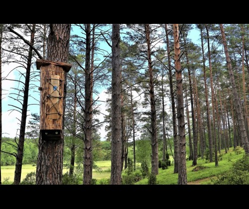 Pszczoły wracają do lasu - kłody bartne we Wdzydzkim Parku Krajobrazowym