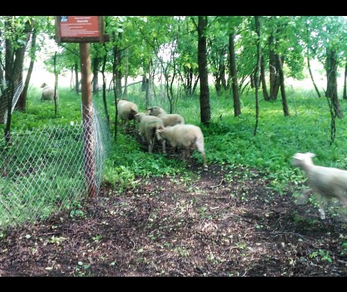 Owce i kozy wracają do czynnej ochrony na wyspie Sidły we Wdzydzkim Parku Krajobrazowym.