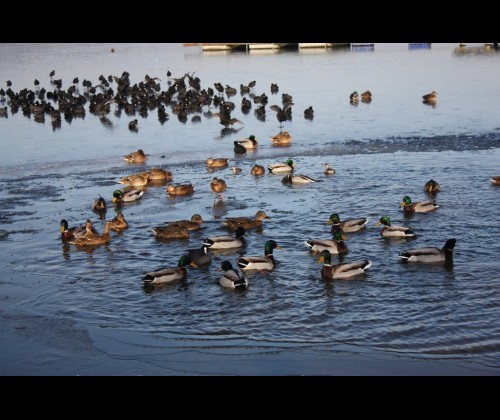 Liczenie zimujących ptaków wodnych w Zaborskim Parku Krajobrazowym