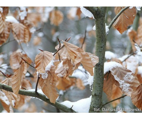 Przyrodnicza zima w Dolinie Samborowo - warsztaty terenowe